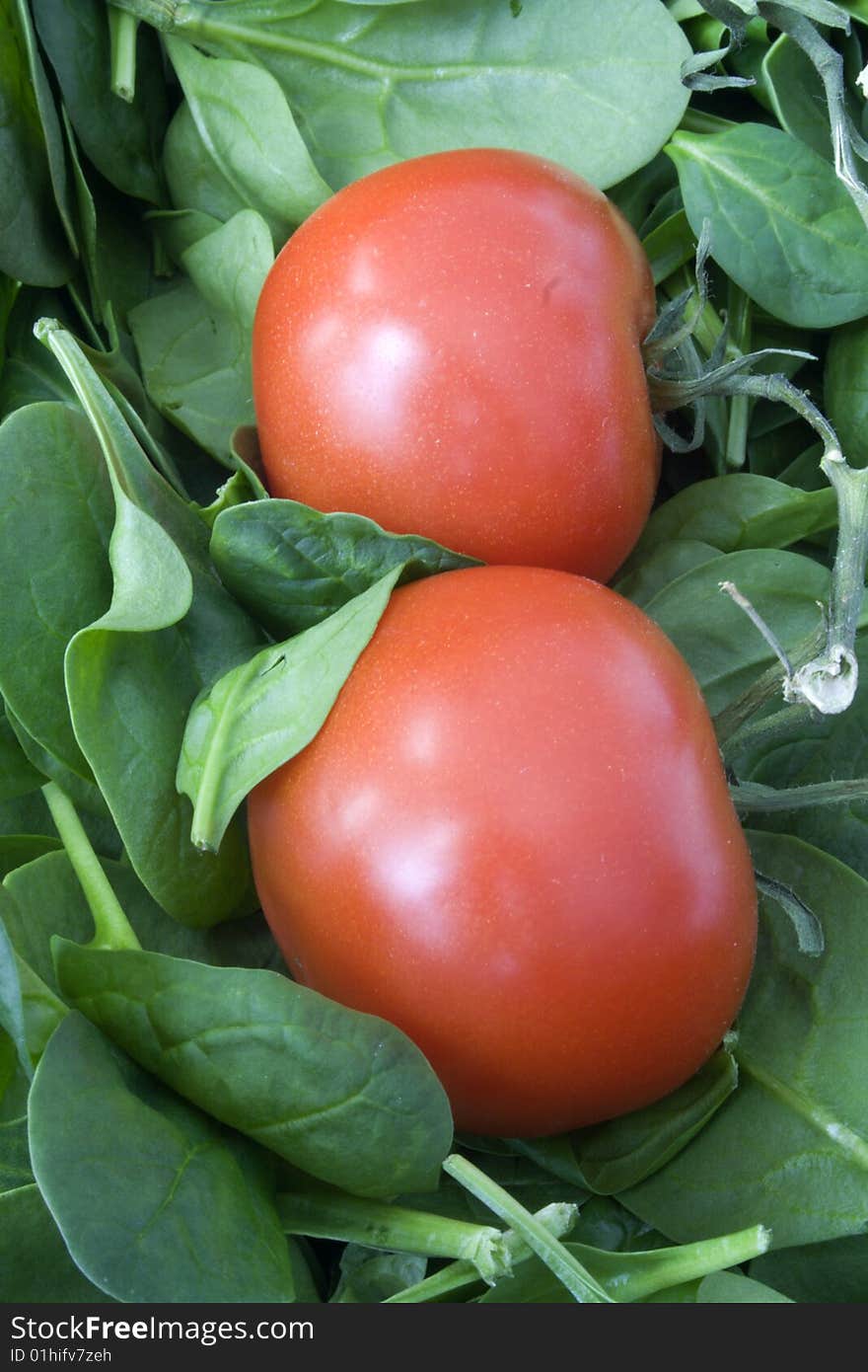 Fresh tomatoes on a spinach bed