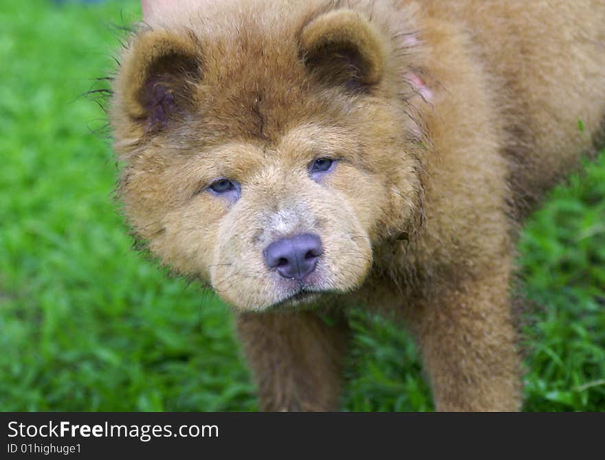 A tired chow dog after playing