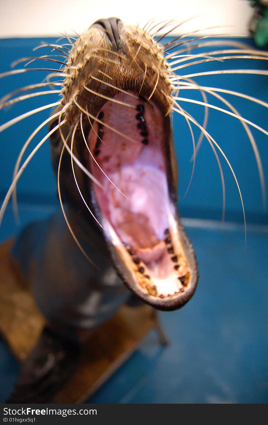 Sea Lion dental exam