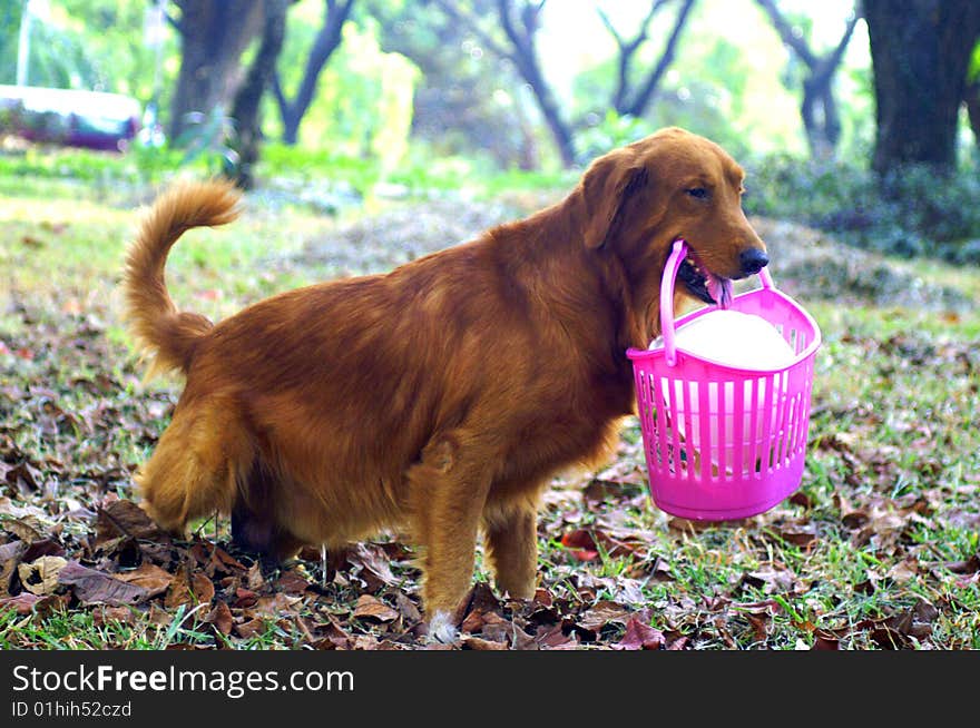 Dog with basket