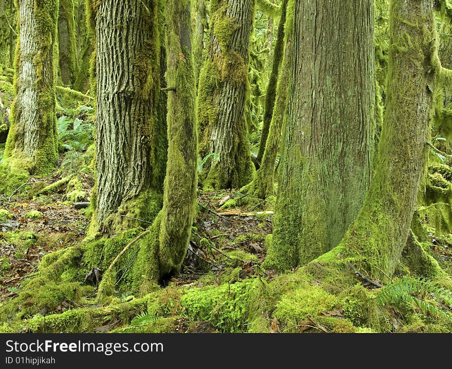 Mossy rainforest