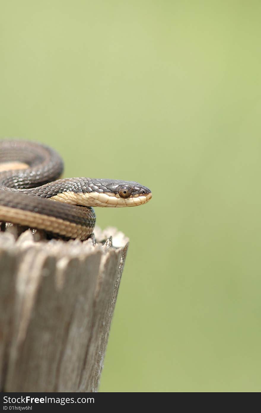 A grahm's crayfish snake coiled loosely on a log with a smooth natural green background. A grahm's crayfish snake coiled loosely on a log with a smooth natural green background.