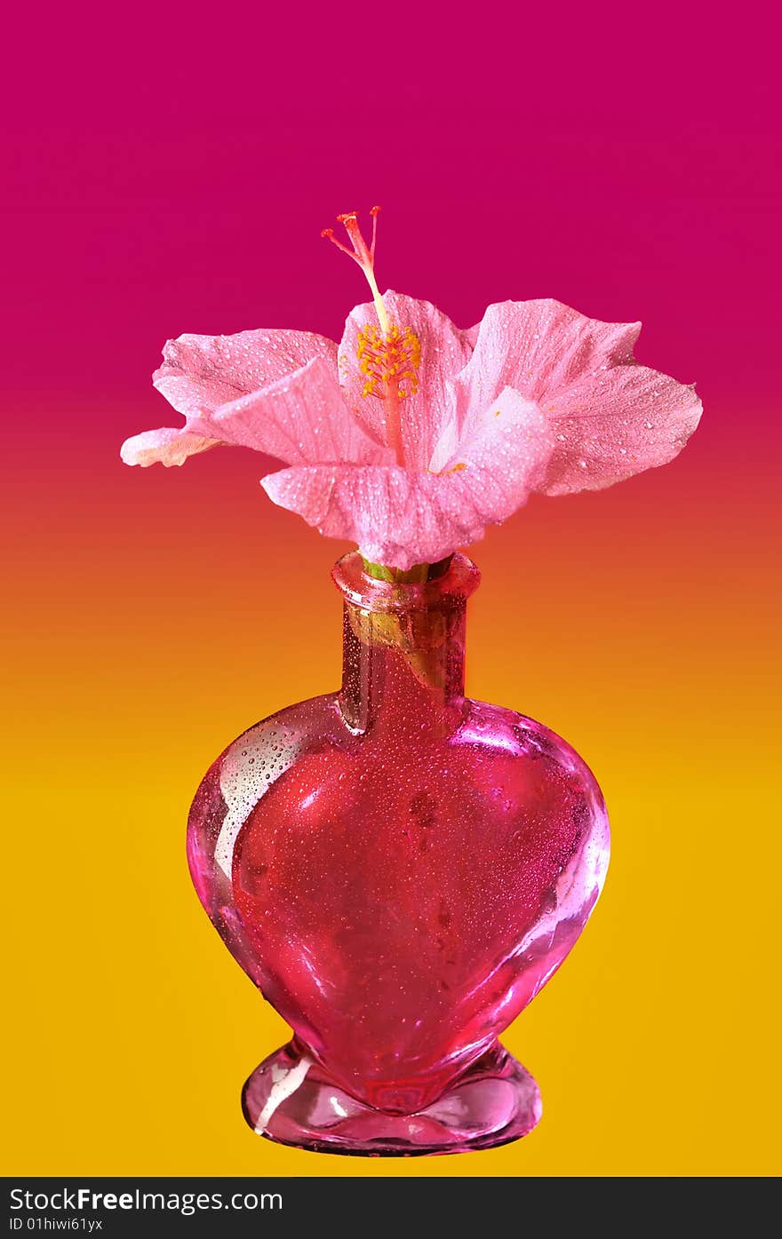 A beautiful pink flower in the heart shaped bottle. A beautiful pink flower in the heart shaped bottle