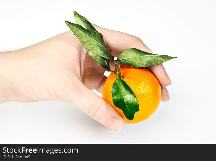 View of human's hand holding fresh mandarin. View of human's hand holding fresh mandarin