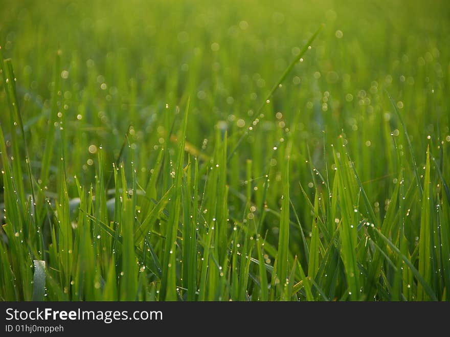 Close up of rice-plants with water drops. Close up of rice-plants with water drops