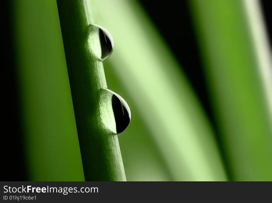 Green plant leaves with water drops on dark background