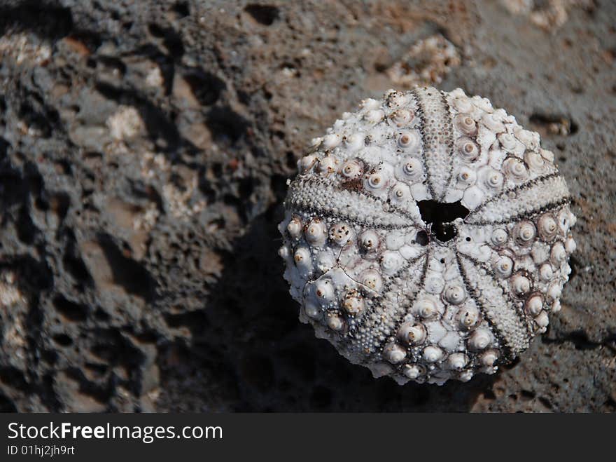 Dried Sea Urchin, Maui