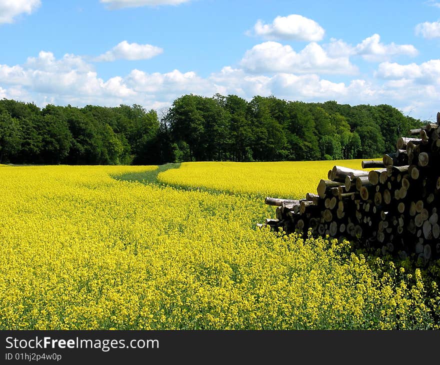 Oil selected in the flowering time. Oil selected in the flowering time