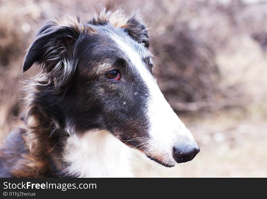 Russian wolfhound - borzoi - in expectation of hunting