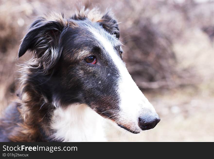 Russian wolfhound - borzoi