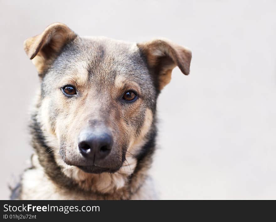 Portrait of grey-haired morgel on grey background. Portrait of grey-haired morgel on grey background