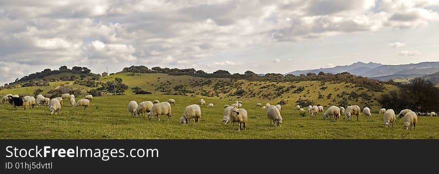 A view of sheeps in a sardinian country.