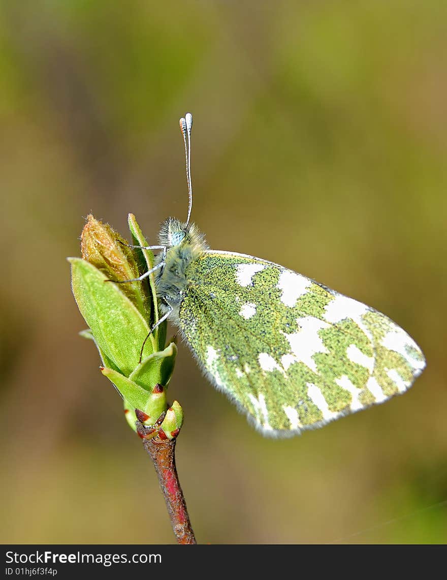 Spring butterfly