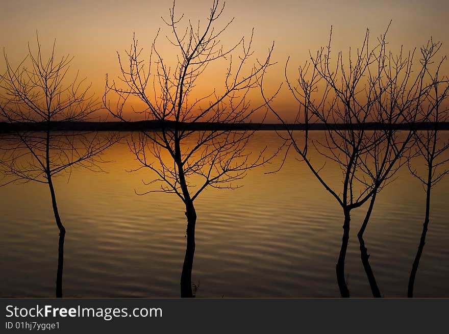 Silhouette of the trees at sundown