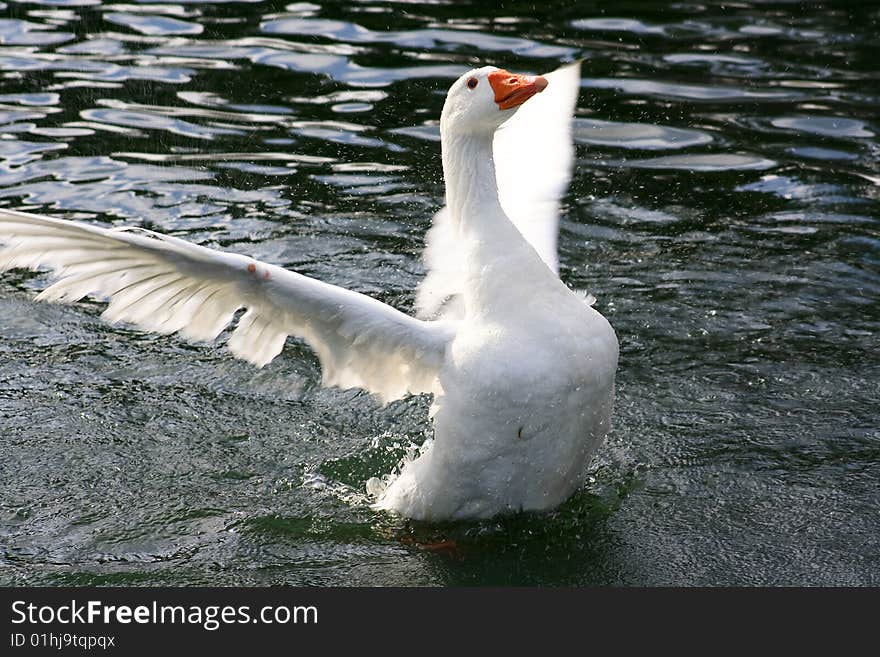 A white goose show off his beautiful wings flapping them while swiming in the lake. A white goose show off his beautiful wings flapping them while swiming in the lake