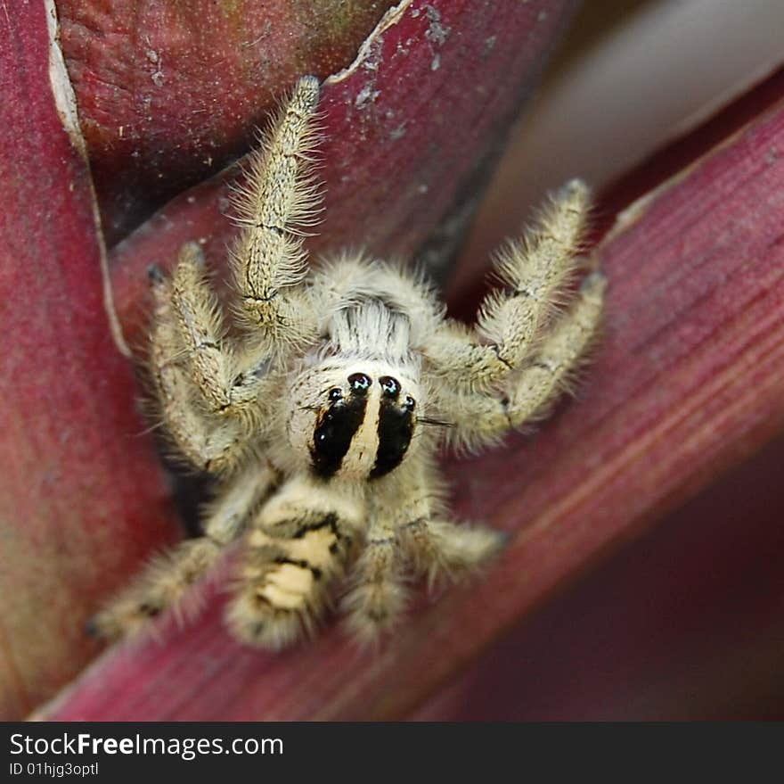 This little spider seems has 4 eyes on his face. This little spider seems has 4 eyes on his face.