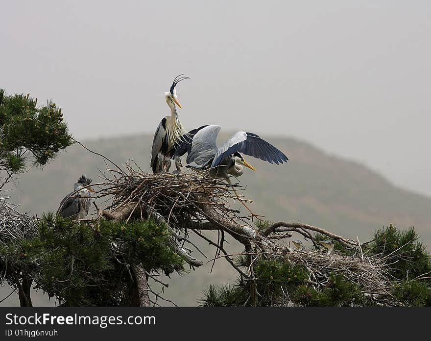 After the honeymoon the Ardea cinerea. After the honeymoon the Ardea cinerea