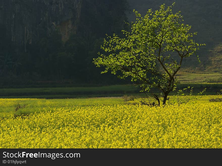 Yellow Flower farm in a rural area of China. Photo taken in the evening. Yellow Flower farm in a rural area of China. Photo taken in the evening