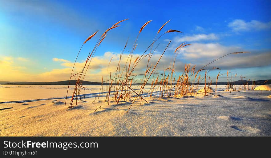 Feather grass