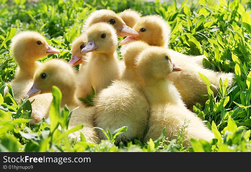 Little ducklings walking through the grass