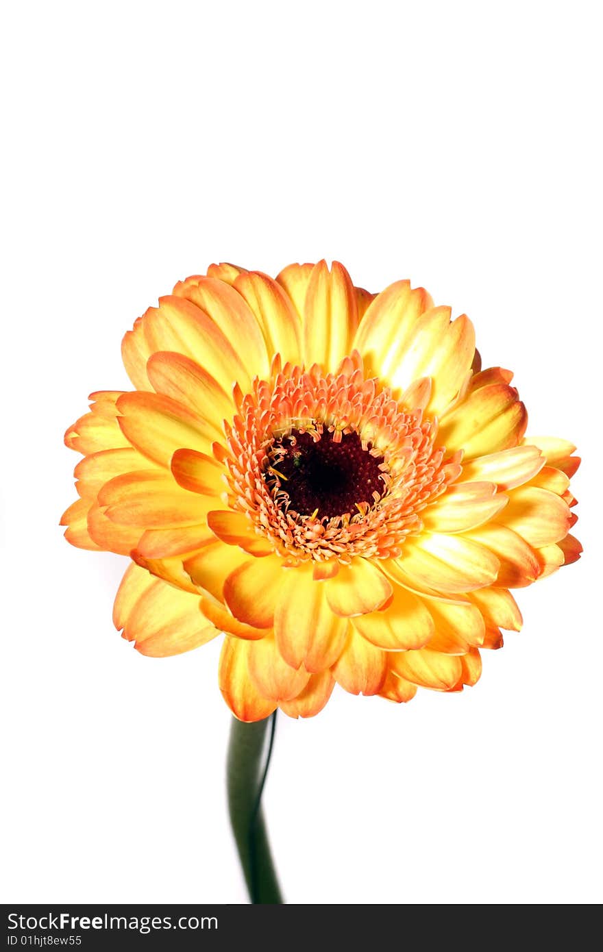 A Yellow flower isolated on a white background. A Yellow flower isolated on a white background