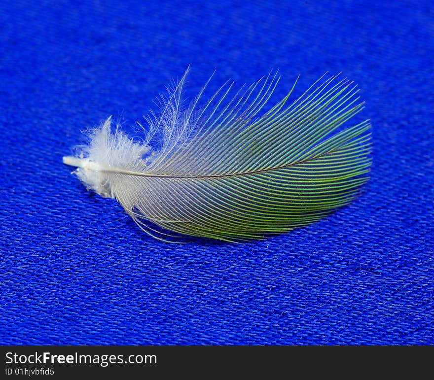 White feather isolated on blue background