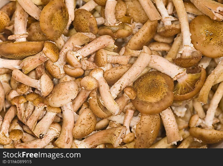 Honey Fungus Background