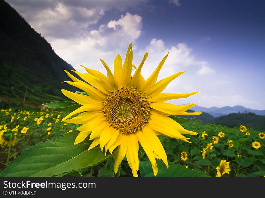 Clear sky, the sunflower blooming looks very a beauty. Clear sky, the sunflower blooming looks very a beauty