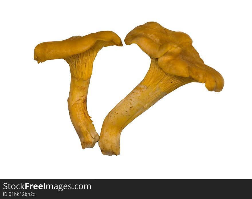 Two Yellow Chanterelles