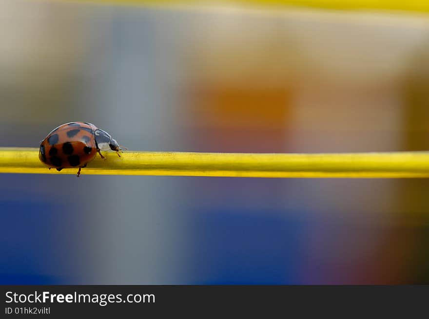 Ladybird beetle crawling along a yellow washing line. Ladybird beetle crawling along a yellow washing line