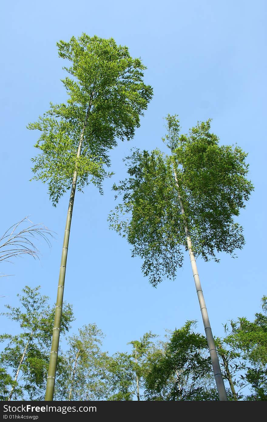 Green bamboo forest in China