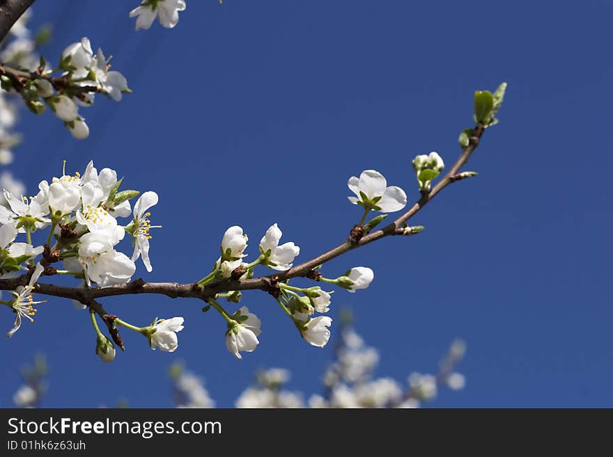 White flowering cherry tree on blue sky background. White flowering cherry tree on blue sky background