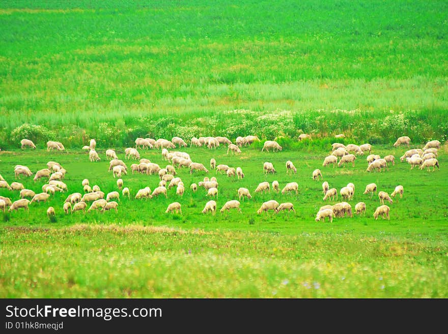 Sheep eating grass on the meadow. Sheep eating grass on the meadow