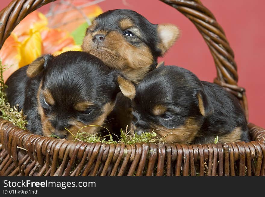 Three Yorkshireterriers on red background. Picture was taken in studio.