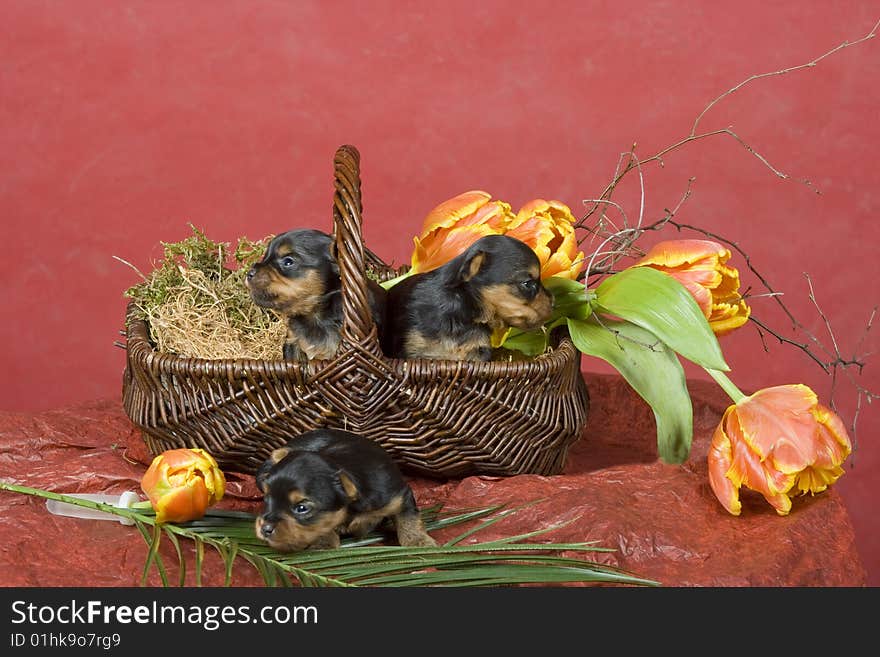 Three Yorkshireterriers on red background. Picture was taken in studio.