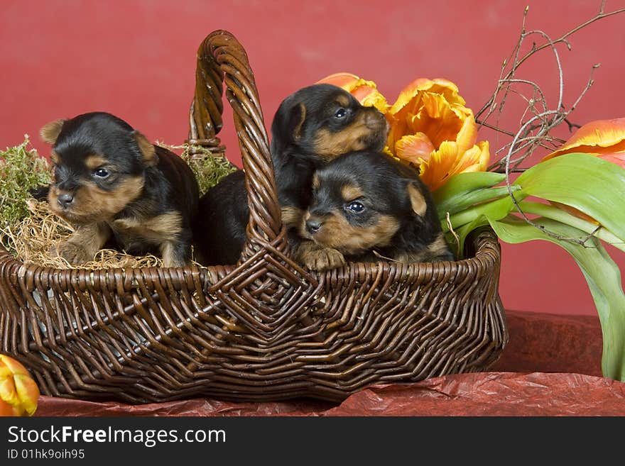 Three Yorkshireterriers On Red Background