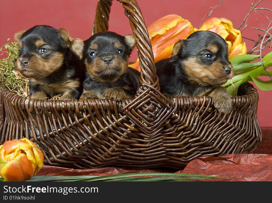 Three Yorkshireterriers on red background. Picture was taken in studio.