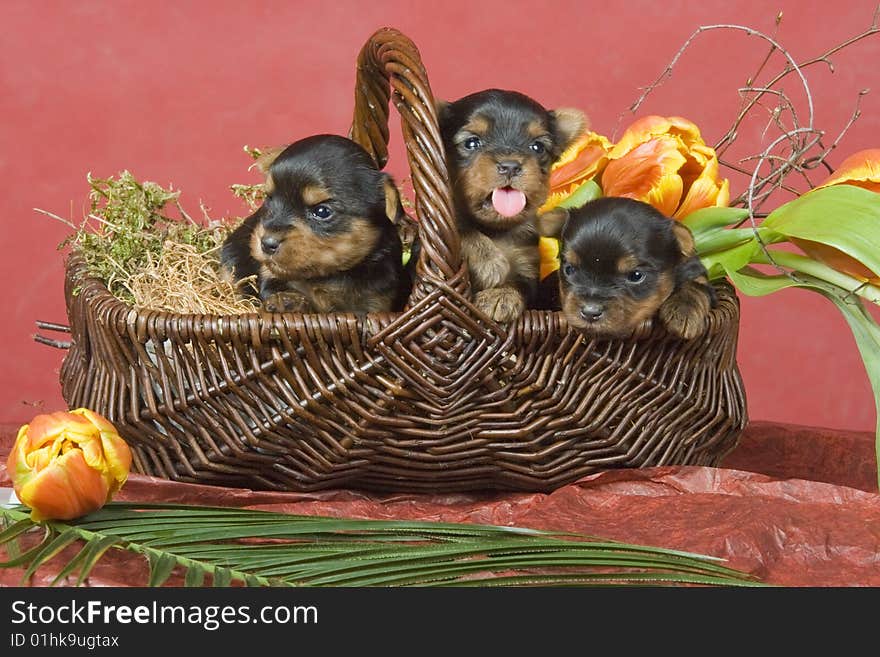 Three Yorkshireterriers on red background. Picture was taken in studio.