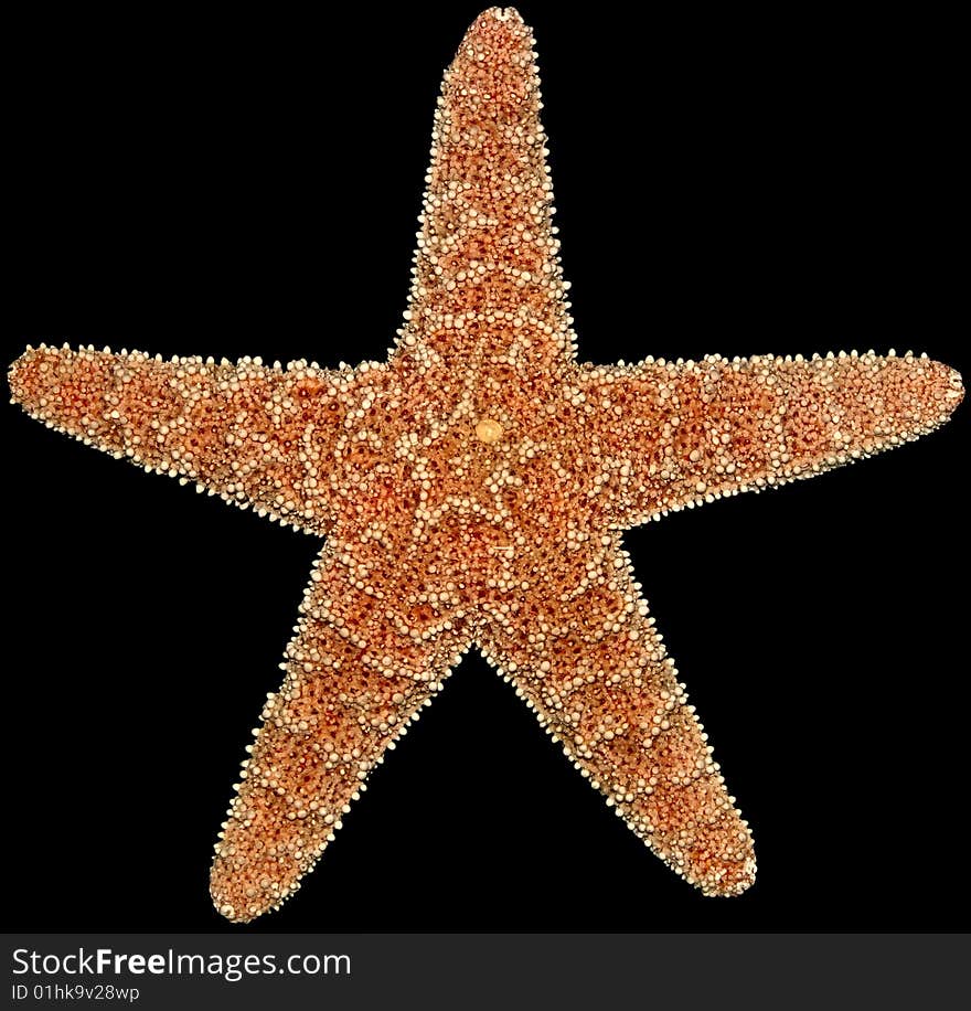 Starfish isolated on a black background. Starfish isolated on a black background.