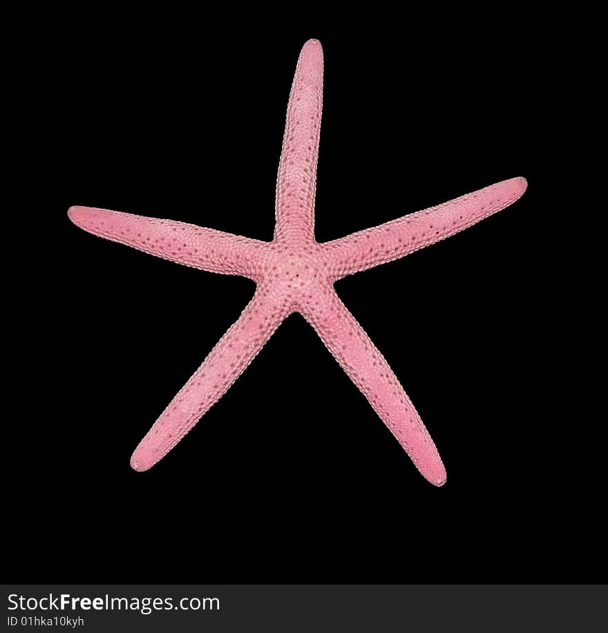 Starfish isolated on a black background. Starfish isolated on a black background.