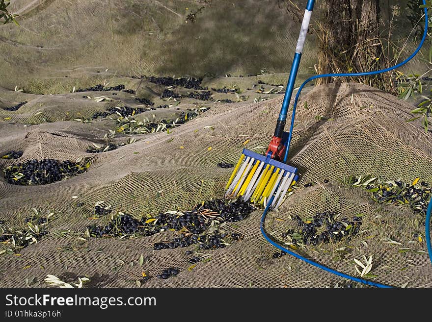 Manual harvesting of olives in southern Italy. Manual harvesting of olives in southern Italy