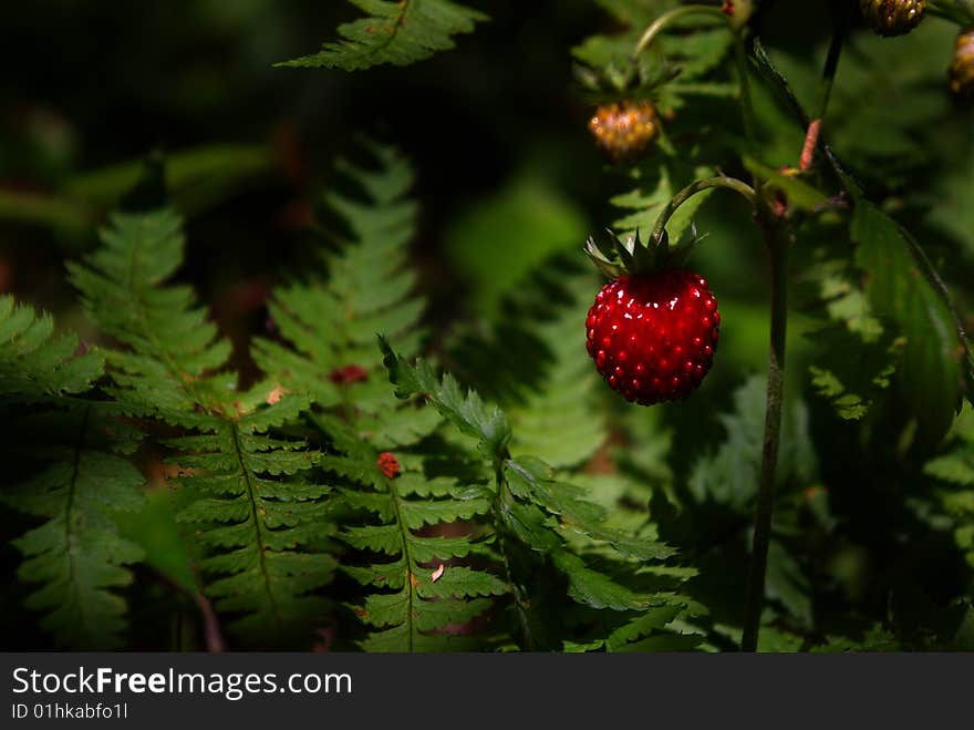 Red tasty strawberry, forest, fern