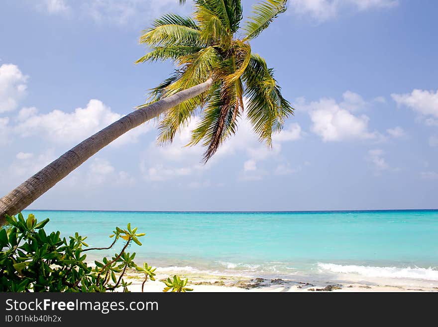 Palm Tree At Sunny Day