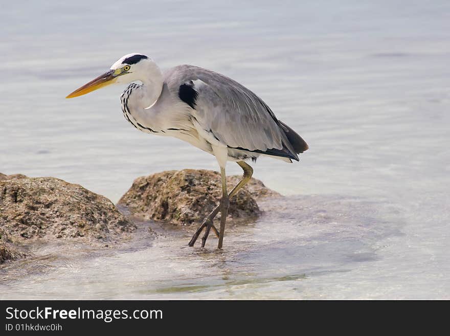 Tropical bird