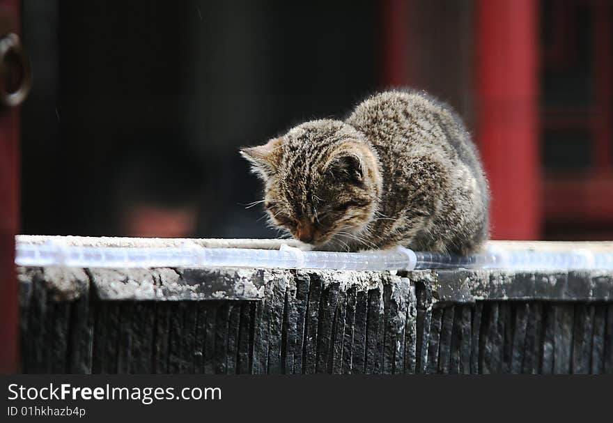 Napping Cat On The Roof