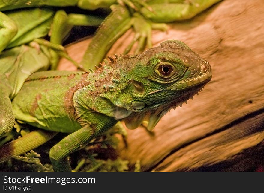 A green lizard sunning itself on a piece of wood, in the background you can see the shapes of many others. A green lizard sunning itself on a piece of wood, in the background you can see the shapes of many others