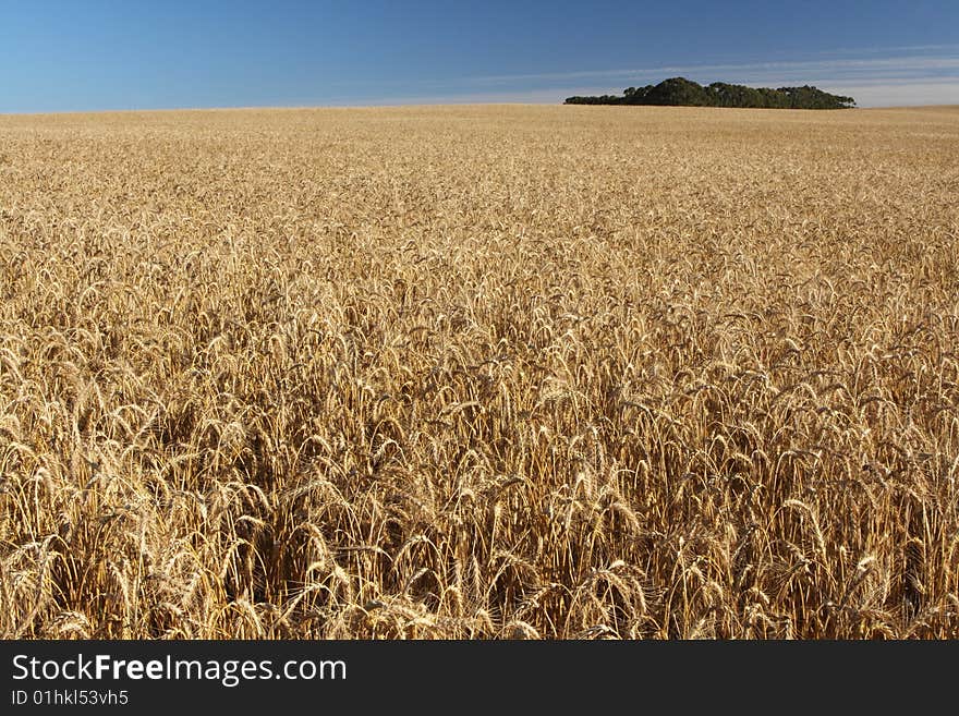 Wheat Field