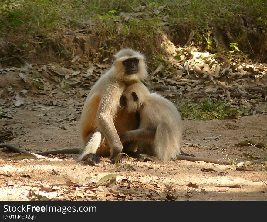 Langur monkeys