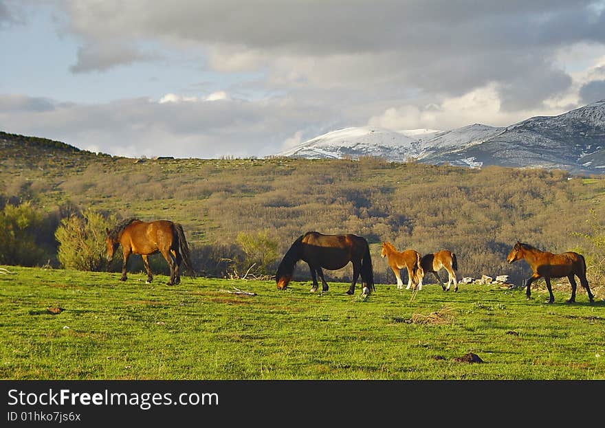 Mountain range of La Acebeda, Madrid, Spain