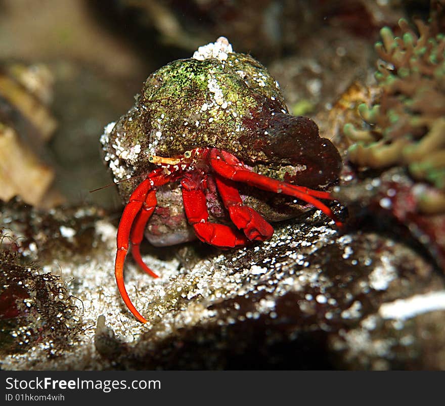 Red Crab protected by snail shell.